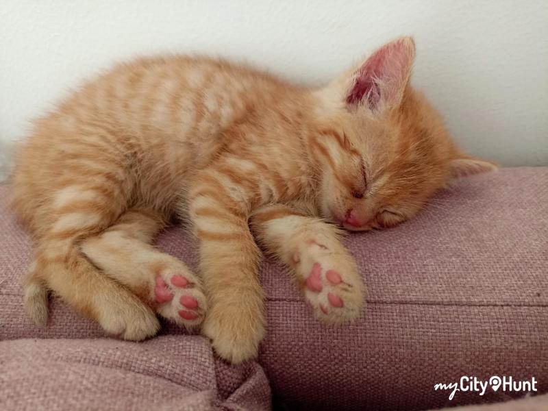 myCityHunt Scavenger Hunt 11